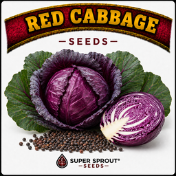 Red cabbage x 50+ organic seeds