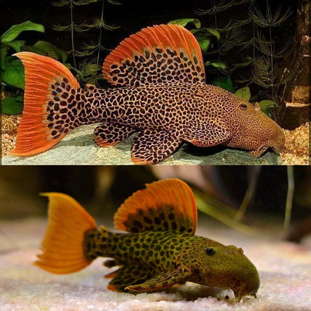 L600 Leopard Cactus Pleco (Pseudacanthicus Leopardus)