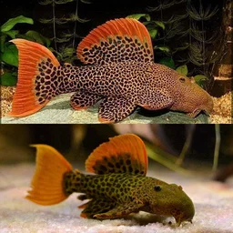 L600 Leopard Cactus Pleco (Pseudacanthicus Leopardus)