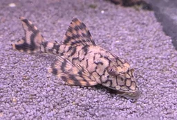 L037 - Honeycomb Pleco (Hypostomus faveolus)