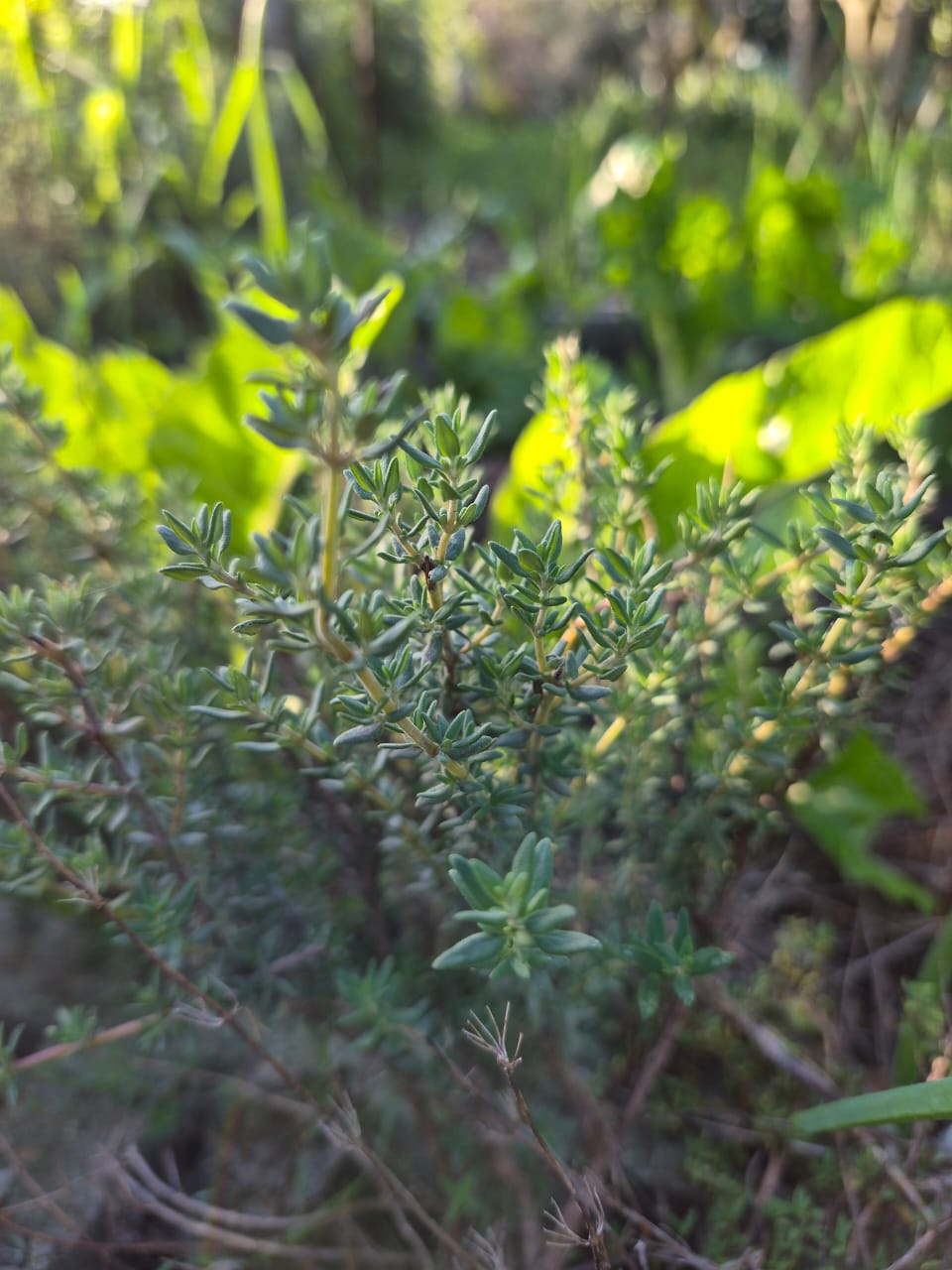 Thyme_1