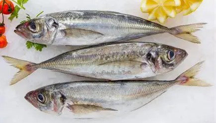 PEIXE LAMINA 18_0