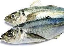 PEIXE LAMINA NO 20