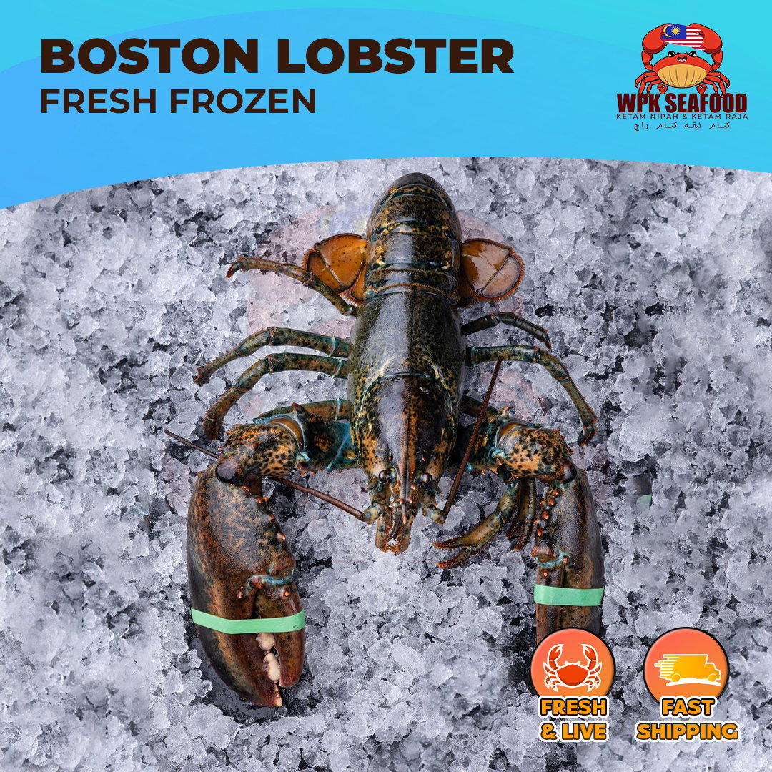 【FRESH FROZEN】Boston Lobster_0
