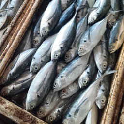 Fish