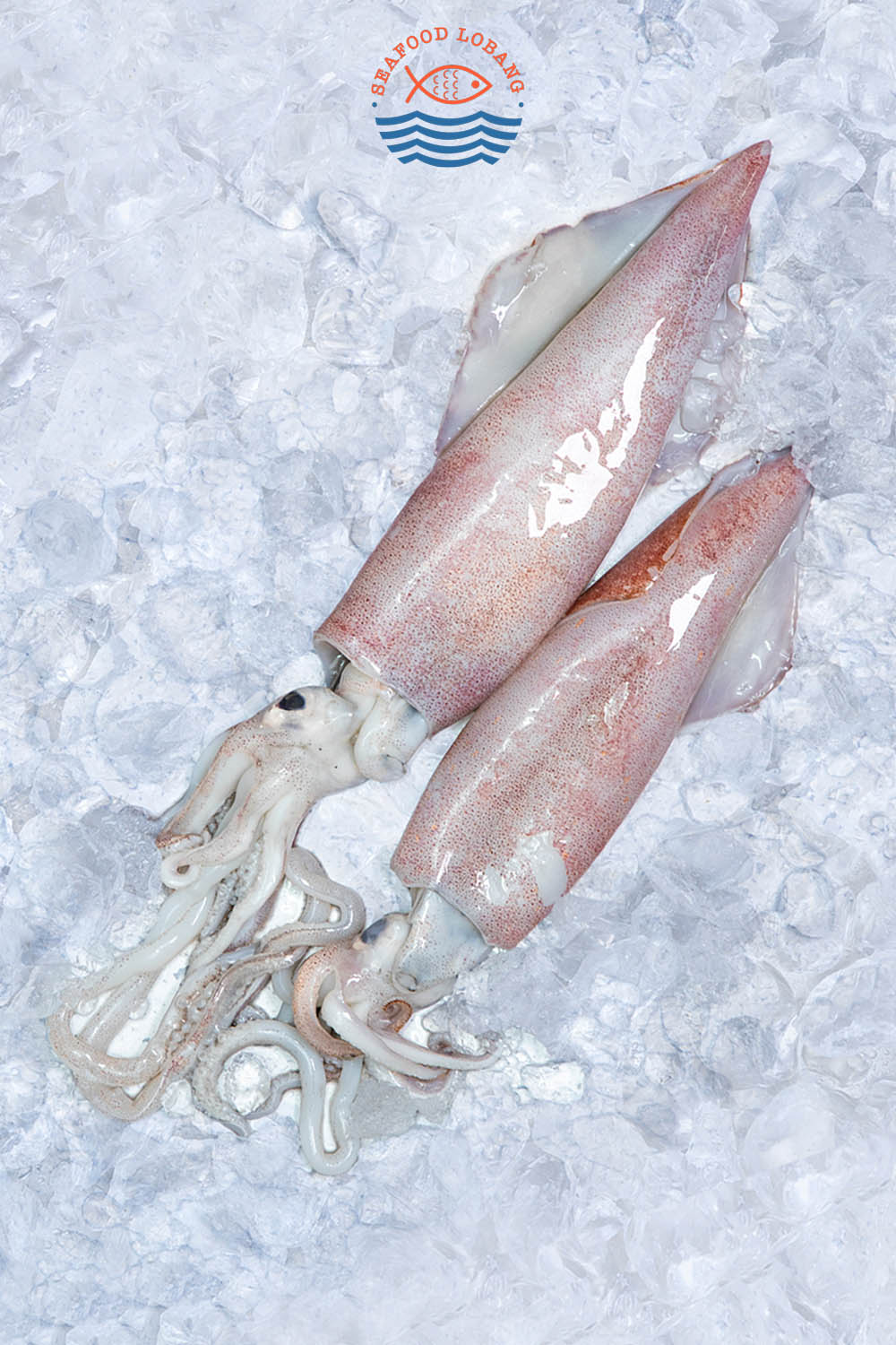 Squid