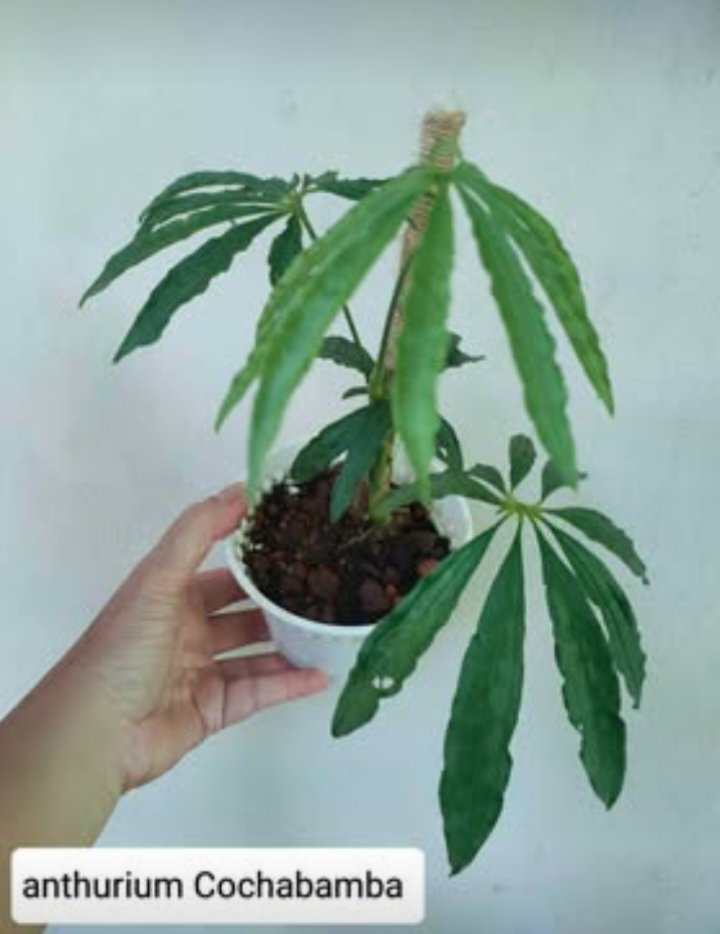 Anthurium Cochabamba_0
