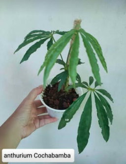 Anthurium Cochabamba