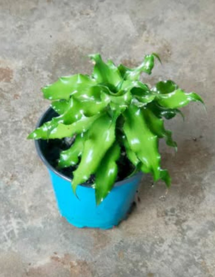 Cryptanthus jade