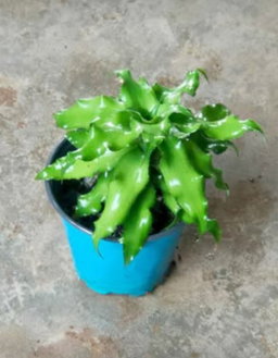 Cryptanthus jade