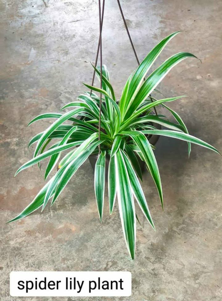 Spider lily plant_0