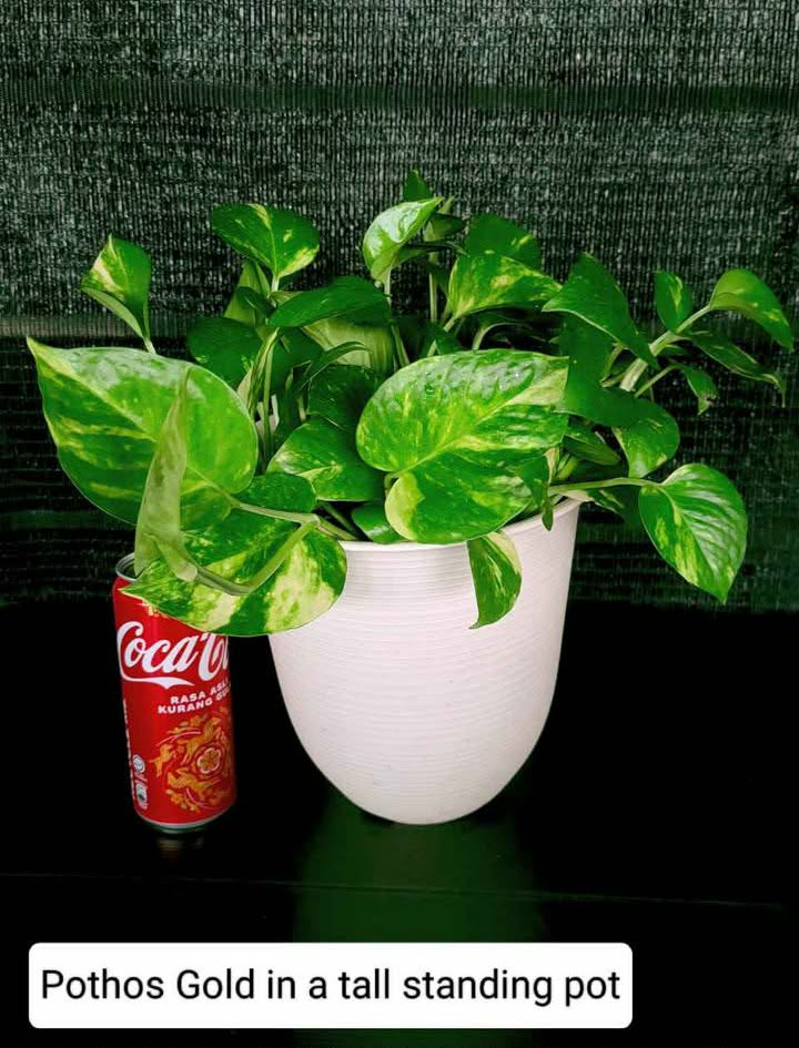 Gold Pothos