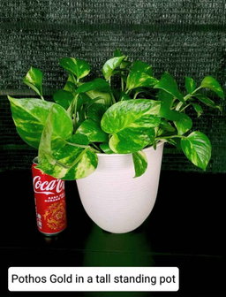 Gold Pothos