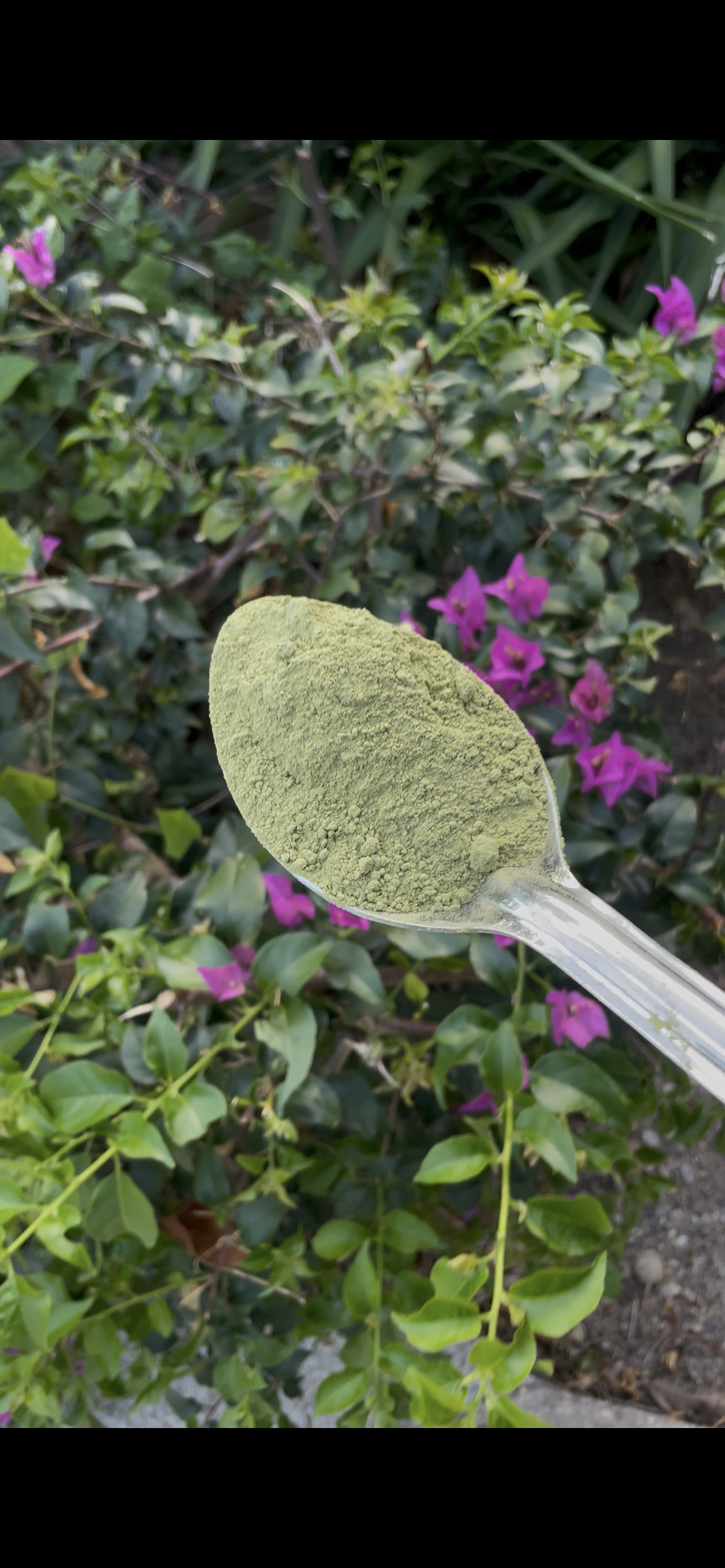 Moringa Powder (220g) GreenBeach Health Foods (Imported From Egypt)_3