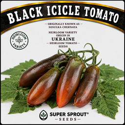 🍅BLACK ICICLE TOMATO 🍅 x 10+ seeds