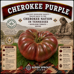 🍅CHEROKEE PURPLE🍅 x 10 seeds