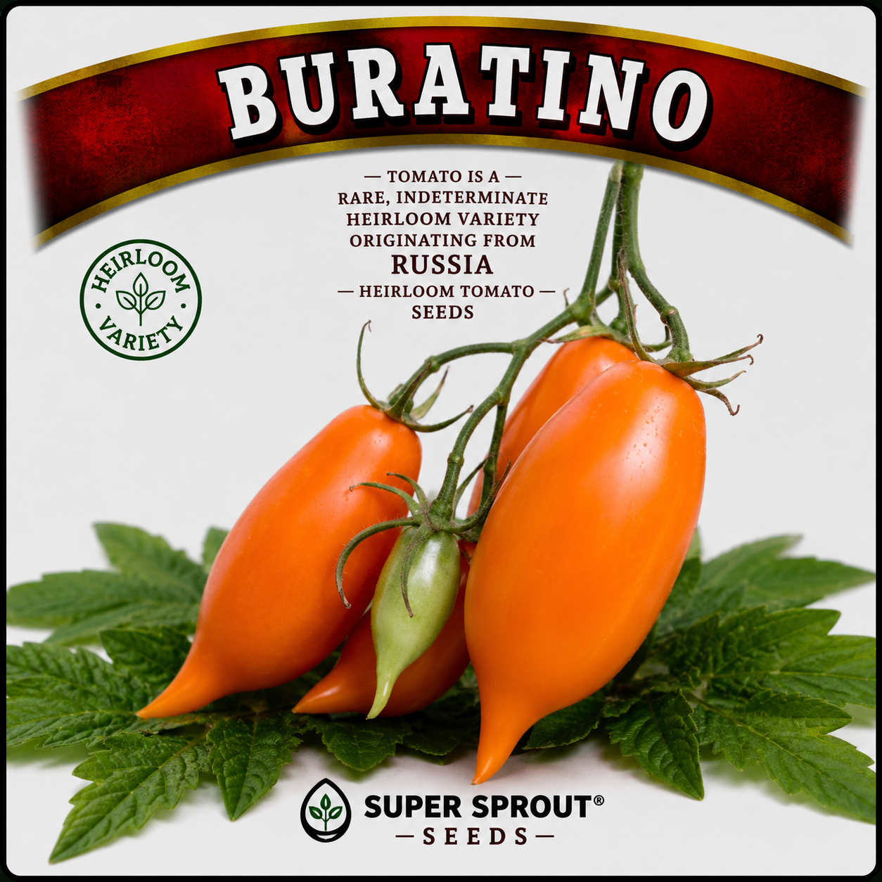 BURATINO/PINOCCHIO TOMATO x 10 seeds