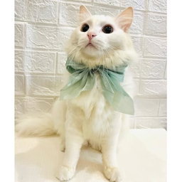  Lulala Adjustable Bow Tie Collar for Cats - Soft and Stylish Pet Neck Accessories 
