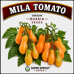 🍅MILA ORANGE PEAR TOMATO🍅 x 15 seeds