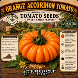 🍅ORANGE ACCORDION TOMATO🍅 x 10 organic seeds