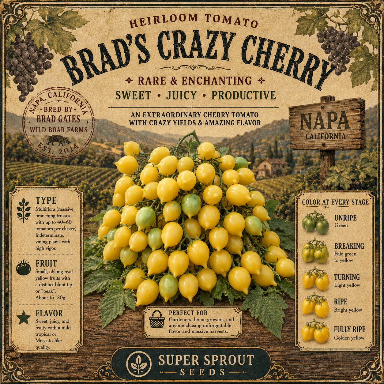 BARRY'S CRAZY CHERRY TOMATO x 10 organic seeds_1