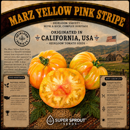 🍅MARZ YELLOW PINK STRIPE BEEFSTEAK🍅 x 15 organic seeds