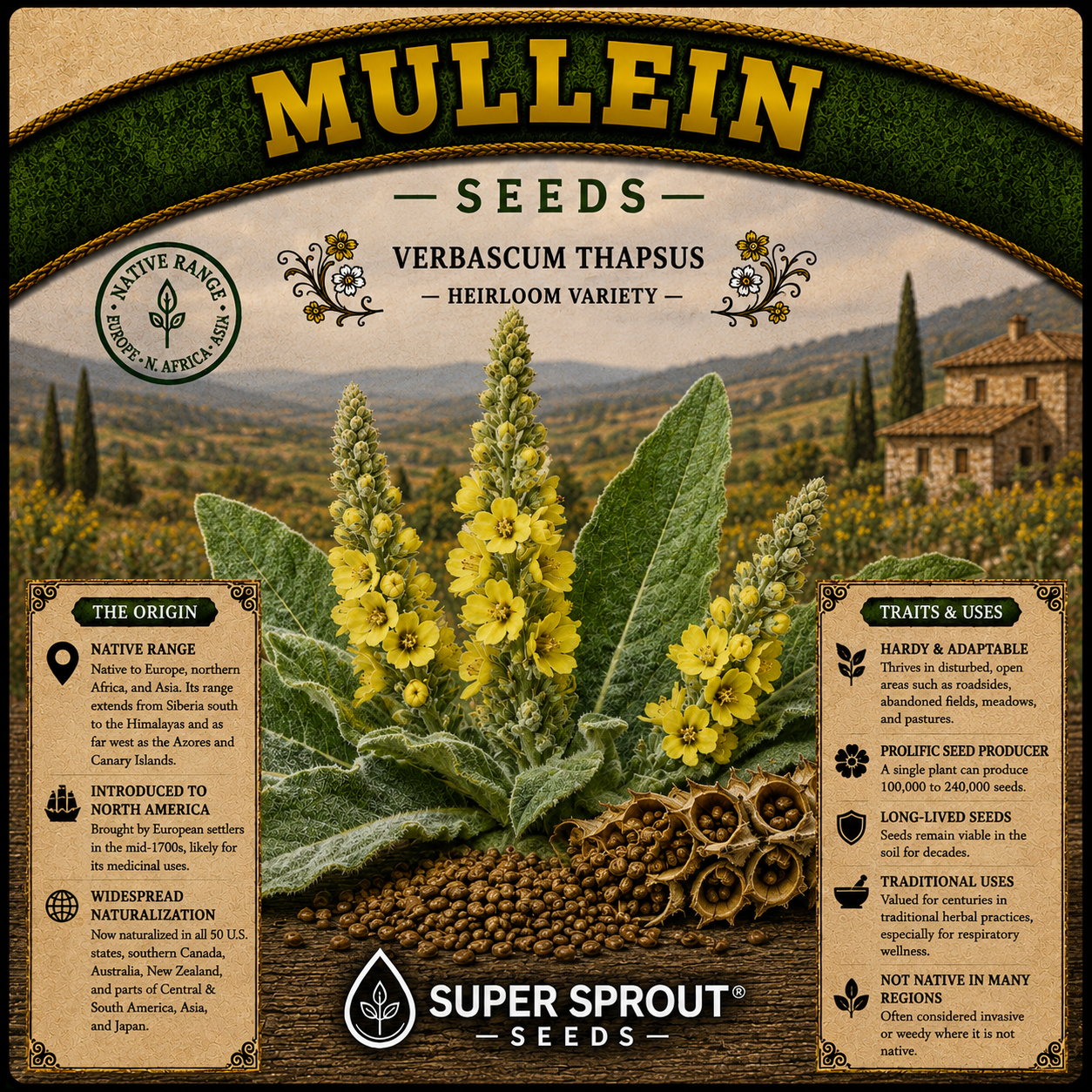 🌼MULLEIN🌼 x 100 seeds _1