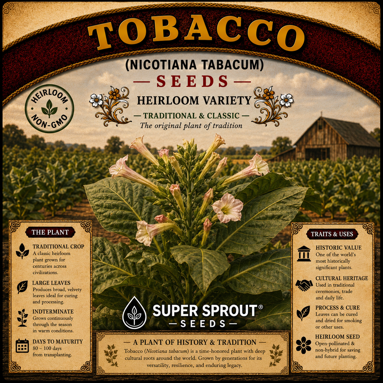 🍀TOBACCO (Nicotiana spp.)🍀x 100+ seeds