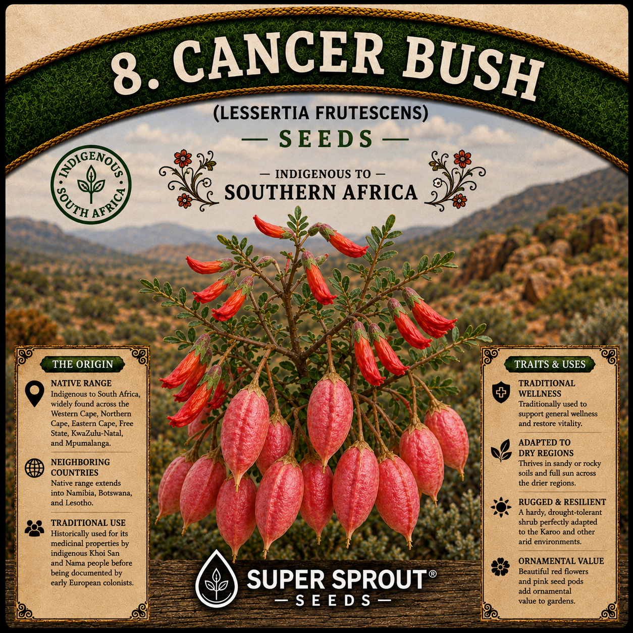 🌿CANCER BUSH/KANKERBOSSIE🌿 x 15+ seeds