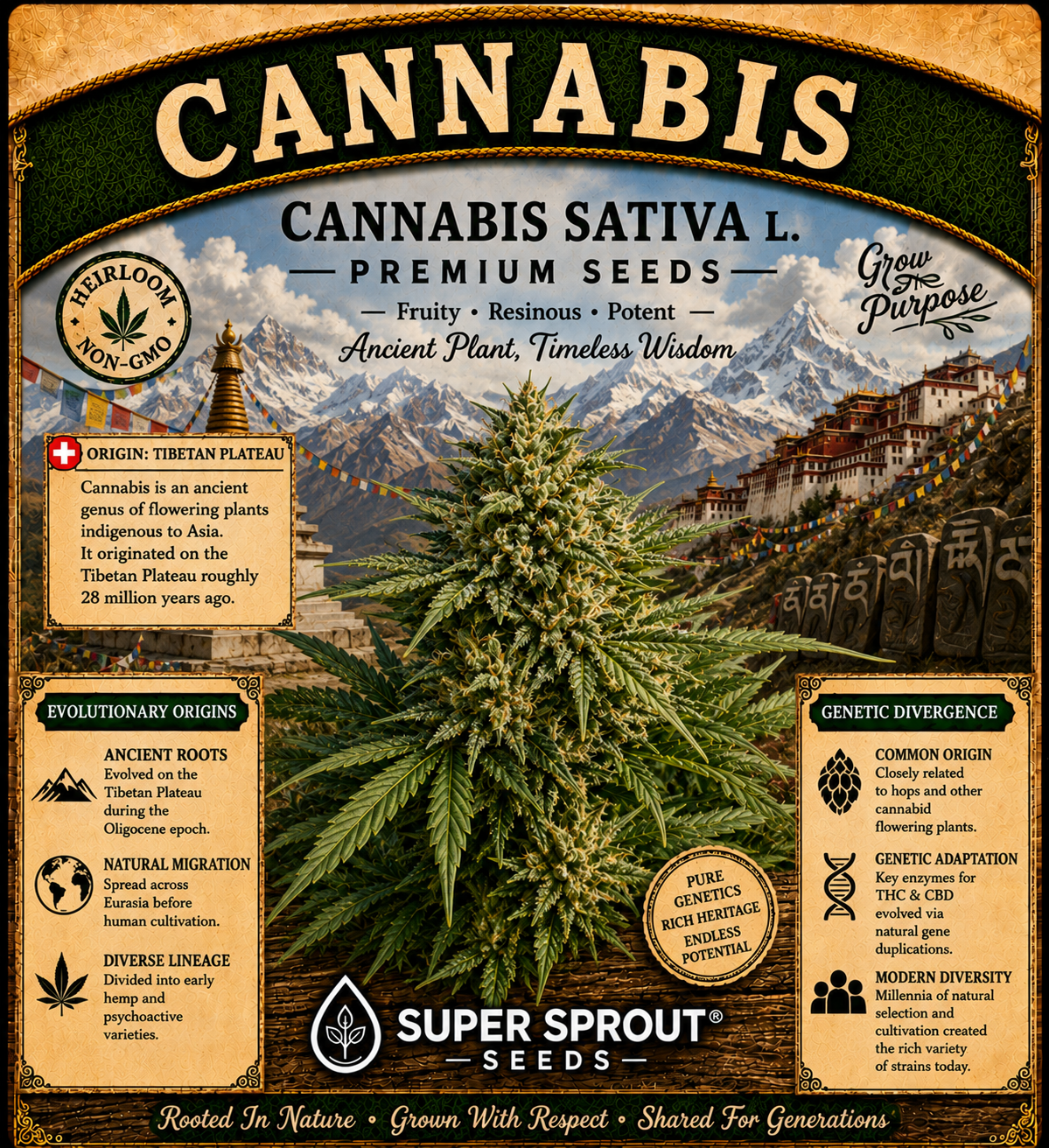 CANNABIS (Cannabis sativa L.)  x 10 seeds _1