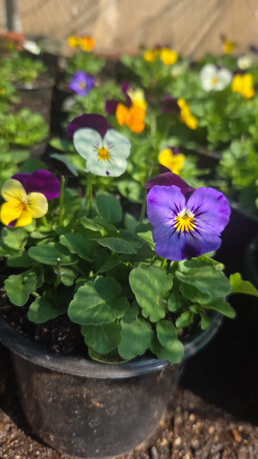 Edible flowers pot