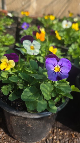 Edible flowers pot