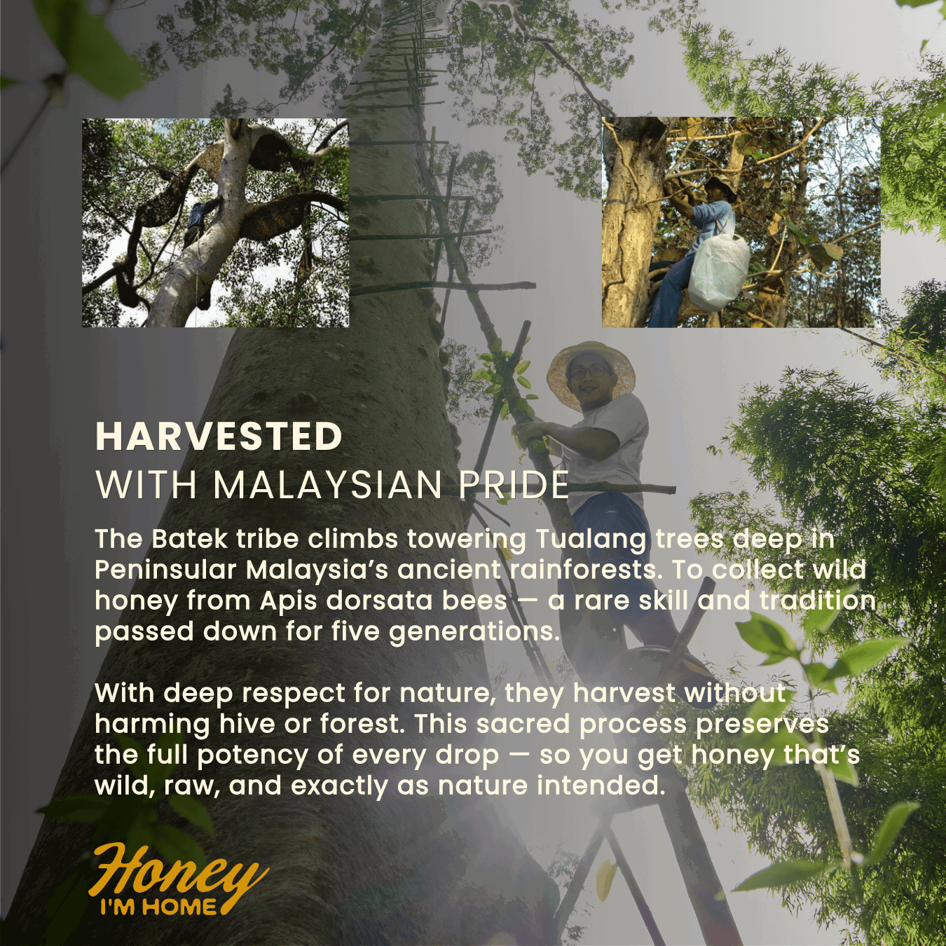 Fresh Harvest Tualang Honey (385g)_7