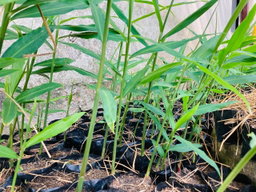 Ginger Plants (ඉඟුරු පැල)