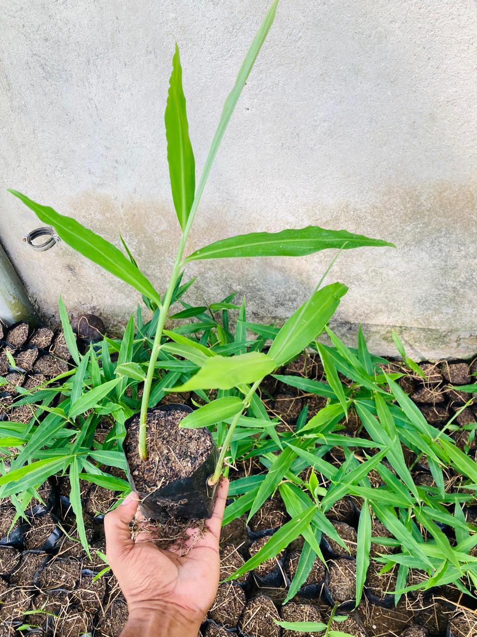 Ginger Plants (ඉඟුරු පැල)_6