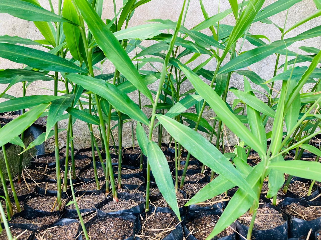 Ginger Plants (ඉඟුරු පැල)_2