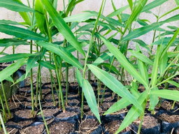 Ginger Plants (ඉඟුරු පැල)