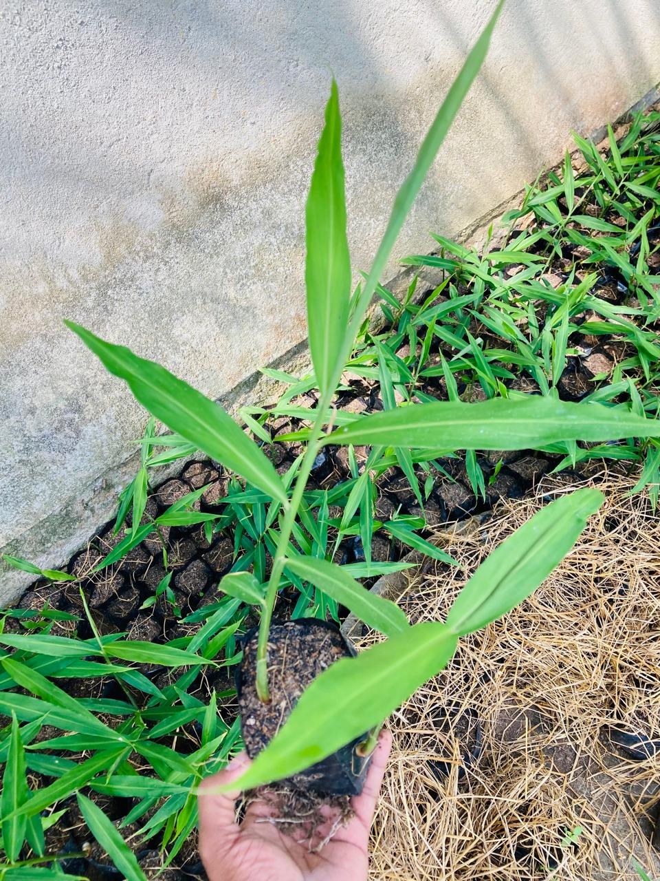 Ginger Plants (ඉඟුරු පැල)_4