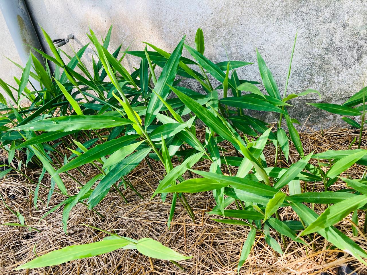 Ginger Plants (ඉඟුරු පැල)_0