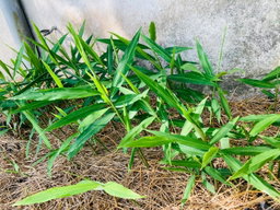 Ginger Plants (ඉඟුරු පැල)