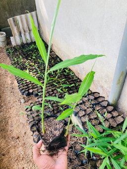 Ginger Plants (ඉඟුරු පැල)