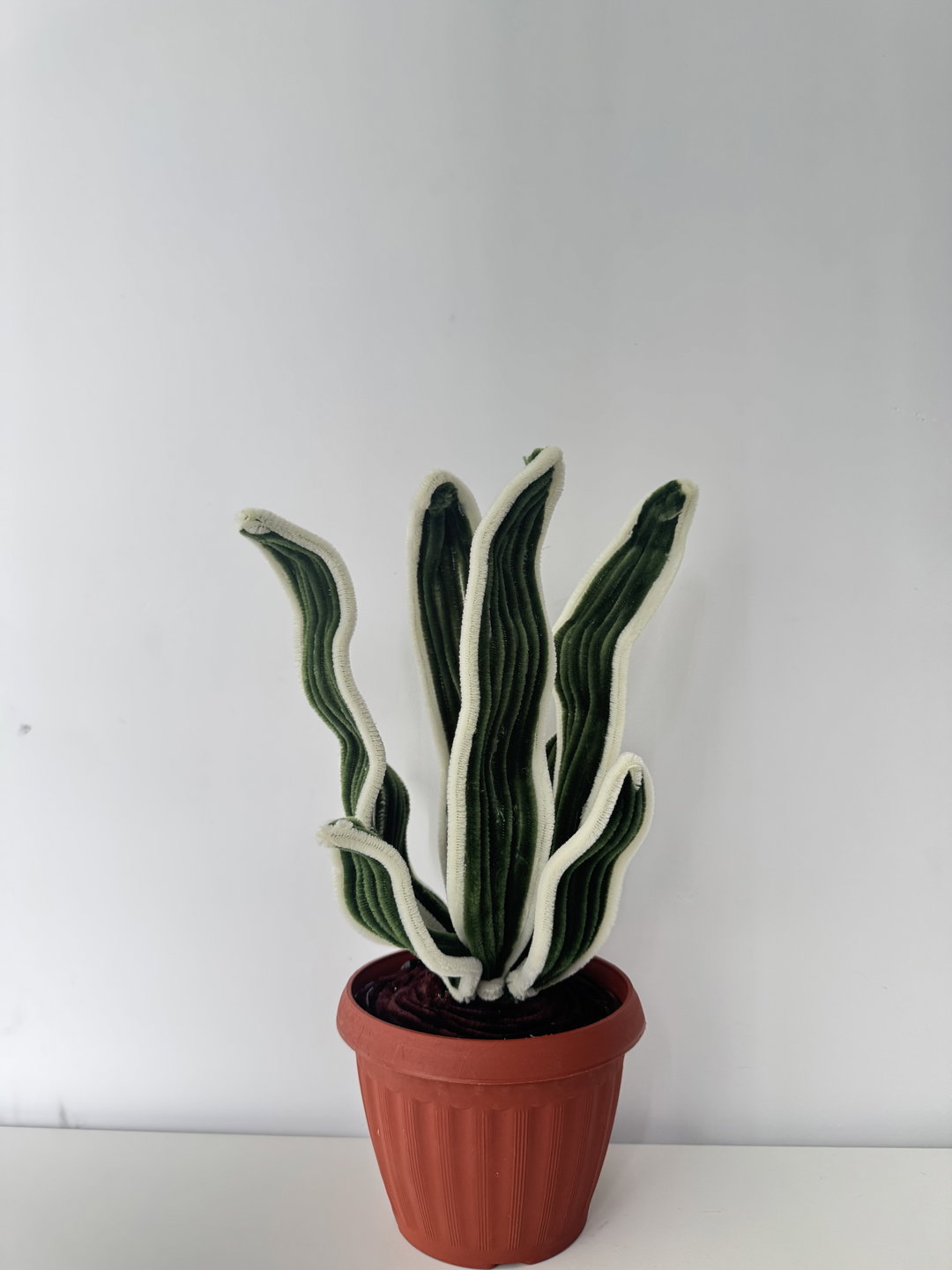 Snake Plant (M)