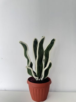 Pots