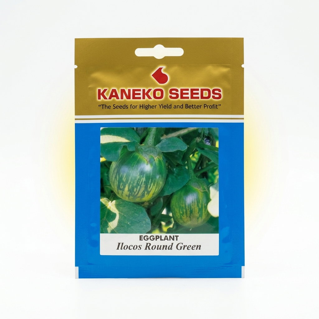 Eggplant Ilocos Round Green 3grams_0
