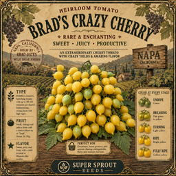 Brad Gates tomato seed collectors pack x 12 packs x 10 seeds per pack 