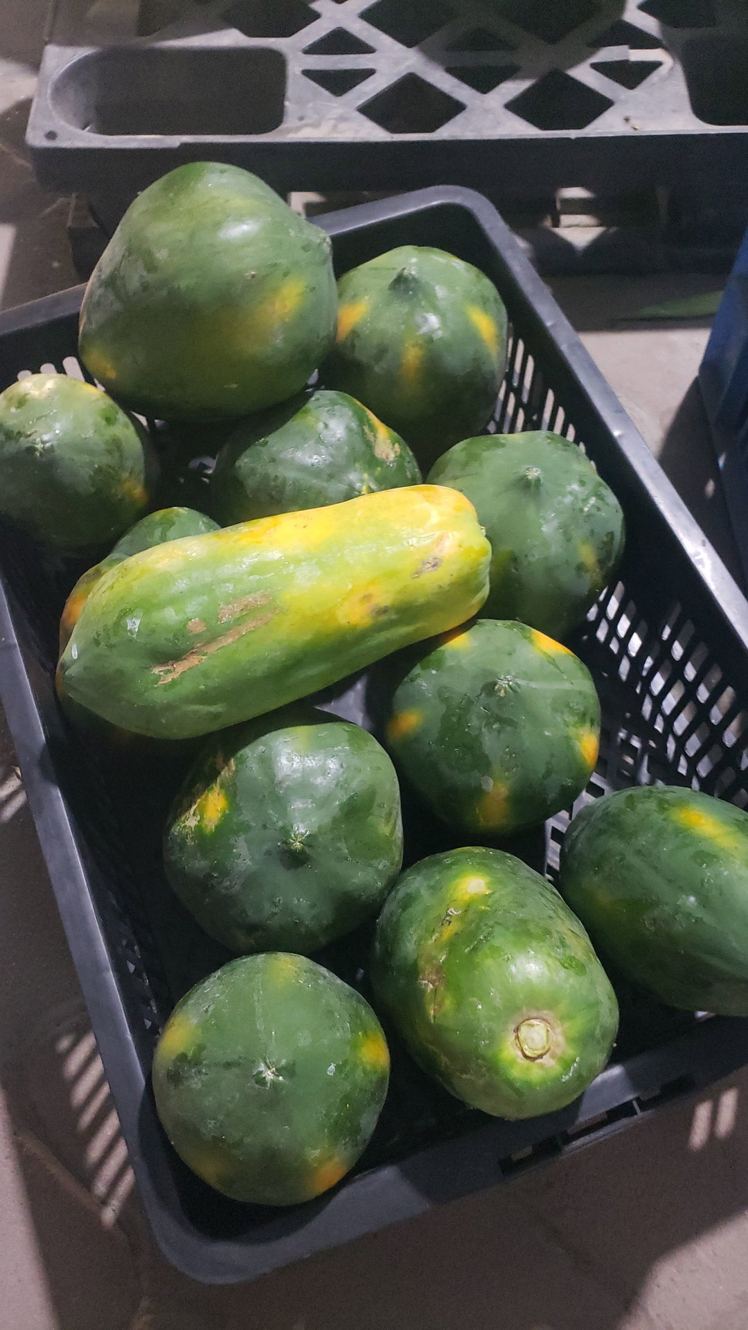 Papaya