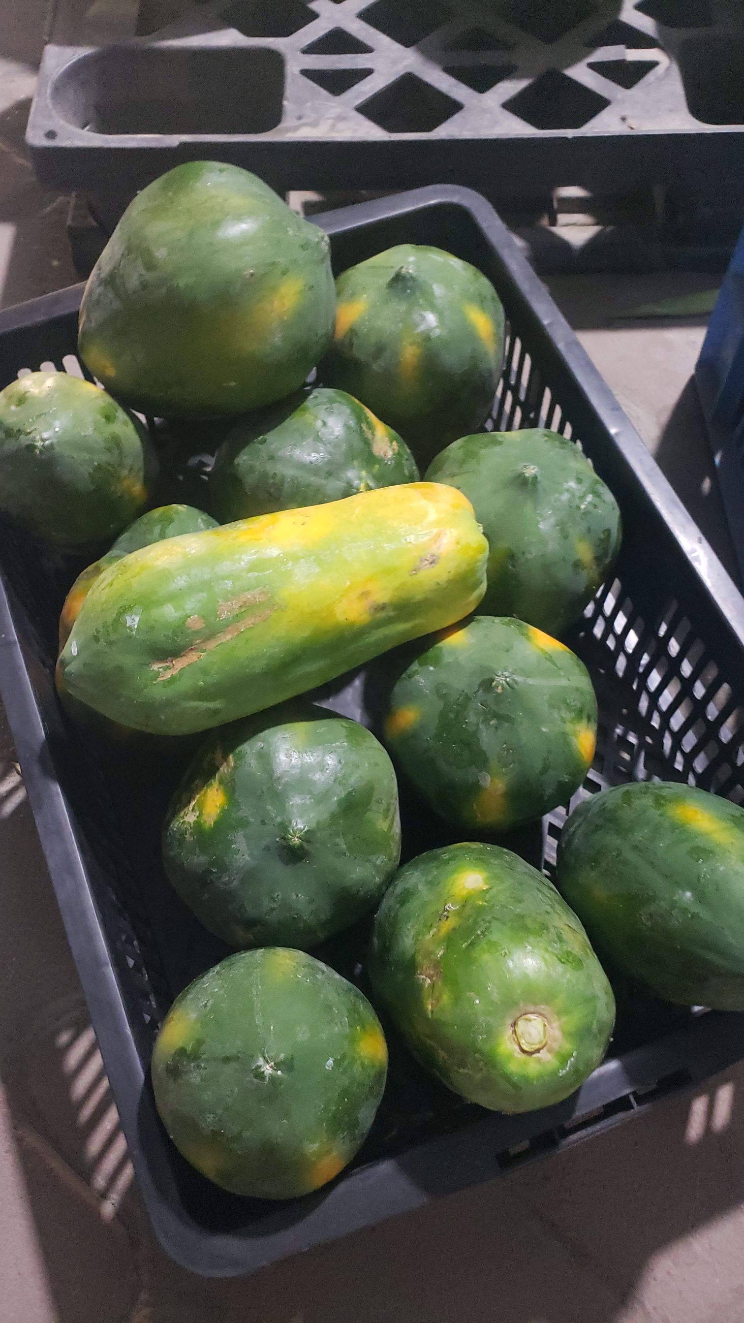 Papaya_0