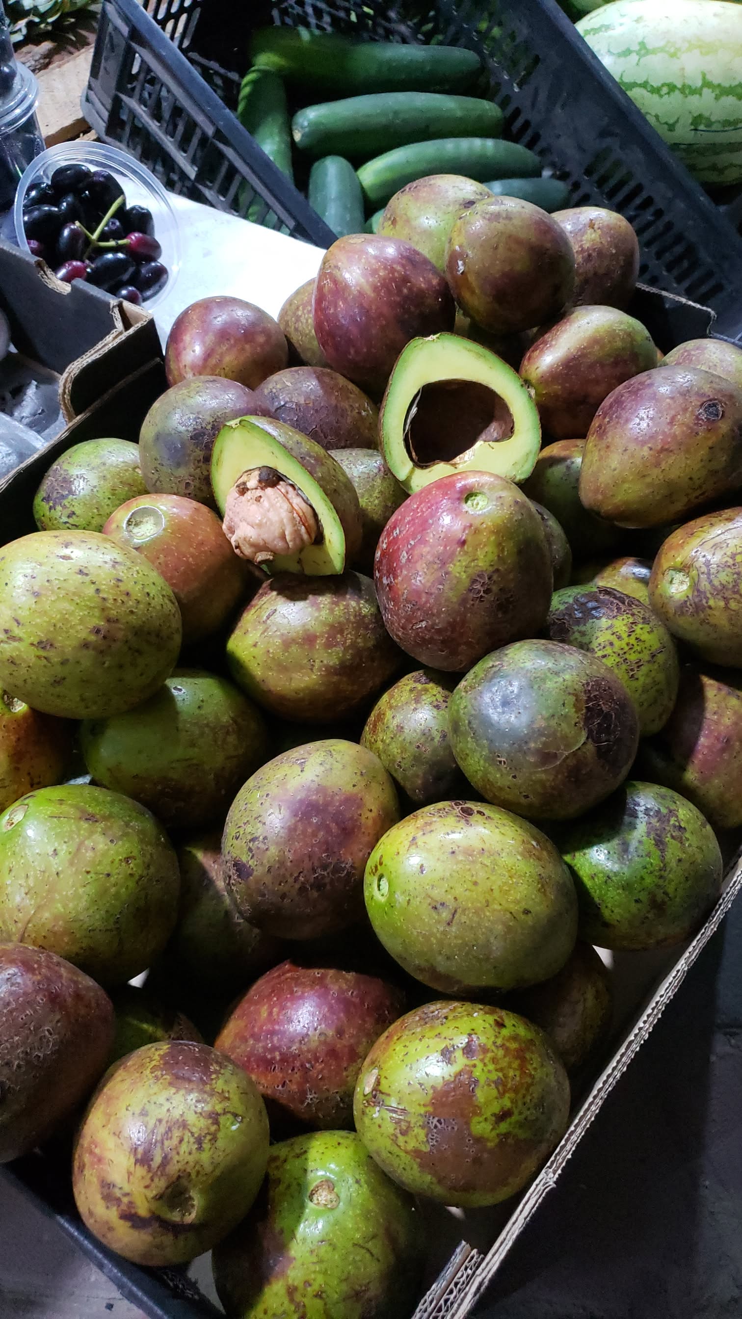 Avocado Local from Rombo_0