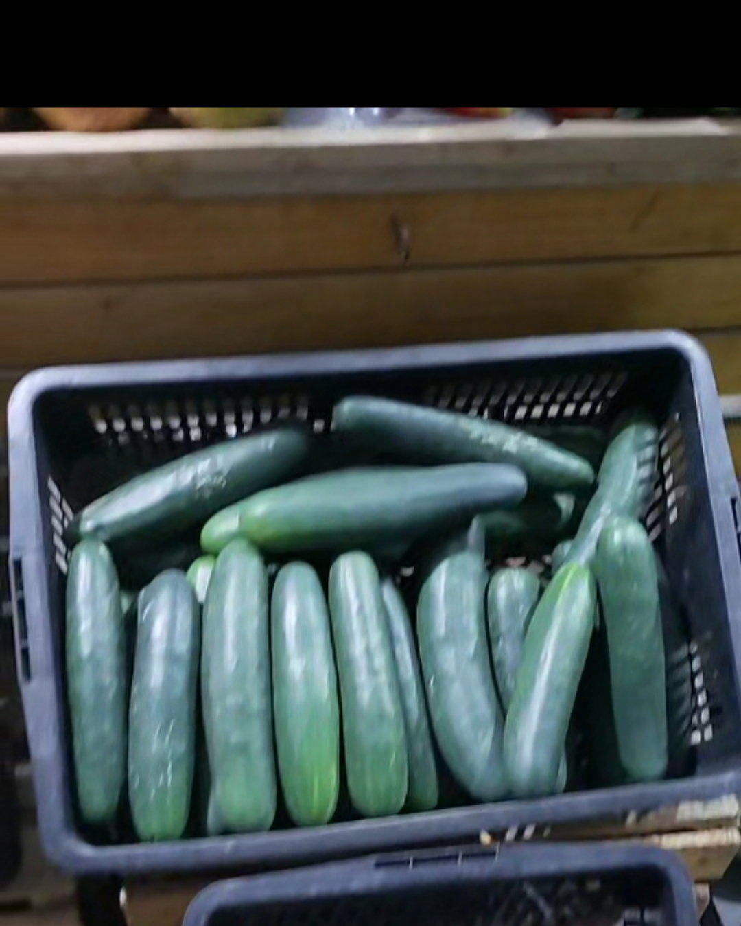 Cucumber_0