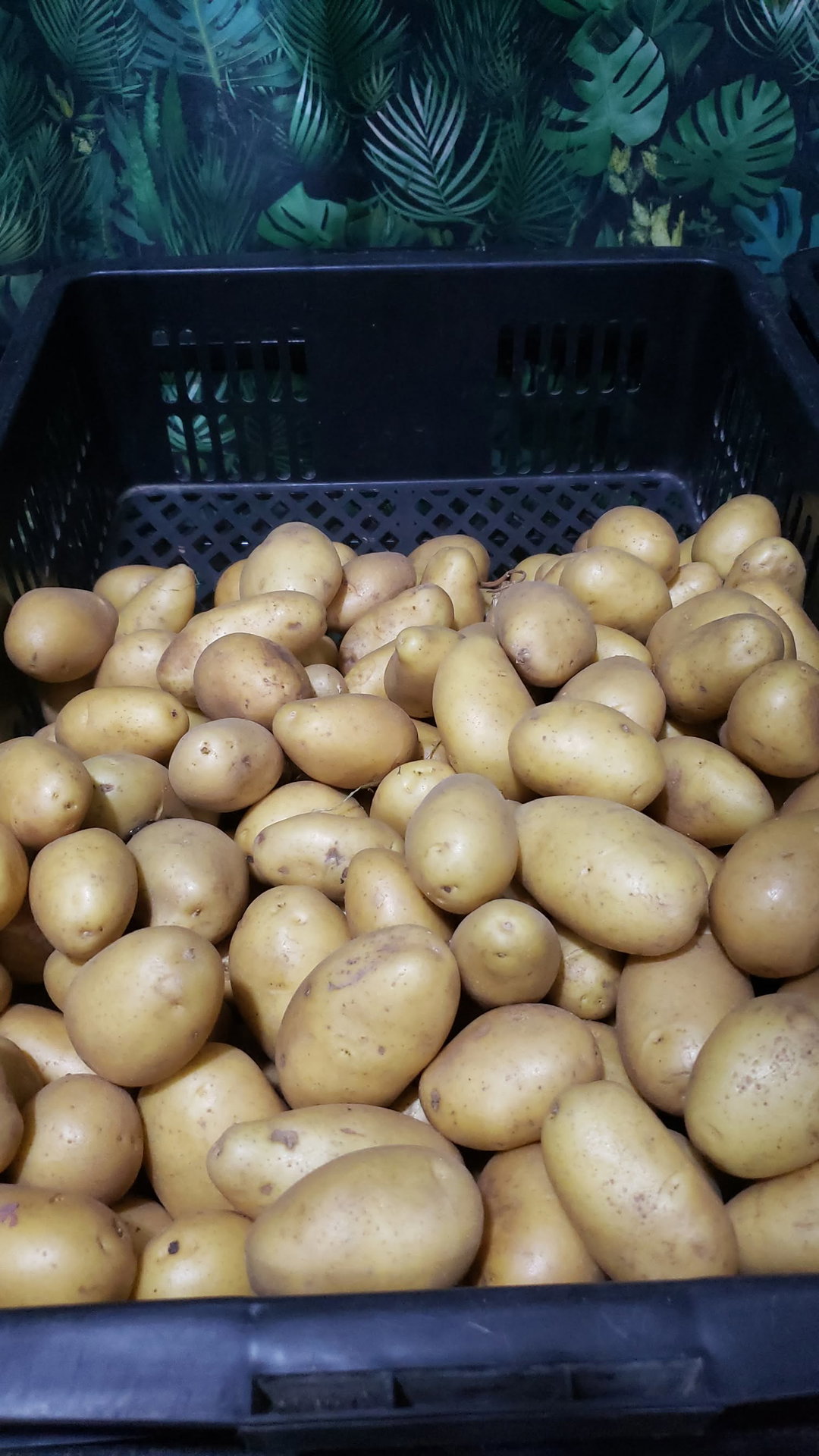 Potato